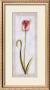 Red And White Tulip by Jennifer Hammond Limited Edition Print