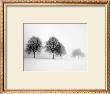 Winter Trees Ii by Ilona Wellmann Limited Edition Print