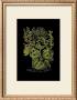 Weinmann Botanical On Black V by Johann Wilhelm Weinmann Limited Edition Print