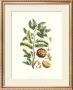 Buchoz Exotics I by Pierre-Joseph Redoute Limited Edition Pricing Art Print