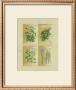 Herbes, Persil by Laurence David Limited Edition Print