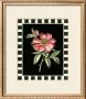 Pink Peony Iv by Basilius Besler Limited Edition Pricing Art Print