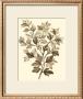 Sepia Munting Foliage I by Abraham Munting Limited Edition Pricing Art Print