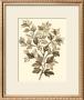 Sepia Munting Foliage I by Abraham Munting Limited Edition Print