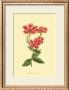 Le Fleur Rouge Iii by Sydenham Teast Edwards Limited Edition Print