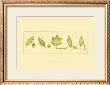 Leaves And Seeds I by Nancy Shumaker Pallan Limited Edition Print