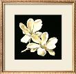 Midnight Magnolias Ii by Dussurgey Limited Edition Print