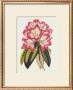 Rosy Rhododendron by Robert Sweet Limited Edition Print