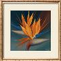 Bird Of Paradise Ii by Vivien Rhyan Limited Edition Print