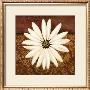 White Daisy by Tamara Wright Limited Edition Print