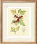 Berries And Blossoms Iii by Samuel Curtis Limited Edition Print