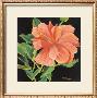 Orange Flower by Margaret Magee Limited Edition Pricing Art Print