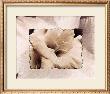 Calla Lily by Dick & Diane Stefanich Limited Edition Print