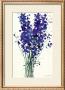 Delphinium by Oskar Koller Limited Edition Print