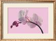 Orchid Radiance by Katja Marzahn Limited Edition Pricing Art Print