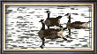 Canada Geese by Michael Lavasseur Limited Edition Print
