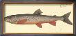 Salmon by Marcus Elieser Bloch Limited Edition Print