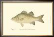 White Bass by Denton Limited Edition Pricing Art Print