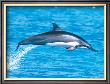 Spinner Dolphins by Michael S. Nolan Limited Edition Pricing Art Print