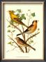 Domestic Bird Family Vi by W. Rutledge Limited Edition Print