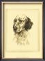 Danchin Setter by Danchin Limited Edition Pricing Art Print