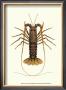 Antique Lobster Iv by James Sowerby Limited Edition Pricing Art Print