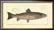Trout by Marcus Elieser Bloch Limited Edition Print