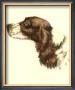 Cocker Spaniel by Danchin Limited Edition Pricing Art Print