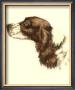 Cocker Spaniel by Danchin Limited Edition Print