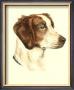 Brittany Spaniel by Danchin Limited Edition Print