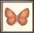 Butterfly Viii by Sophie Golaz Limited Edition Print