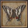 Butterfly I by Patricia Quintero-Pinto Limited Edition Print