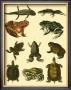 Oken Amphibians by Lorenz Oken Limited Edition Print