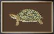Tortoise Collector Ii by Chariklia Zarris Limited Edition Print