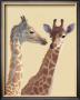 Girafes by Triaureay Limited Edition Print