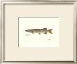 Northern Pike Fish by Ron Pittard Limited Edition Pricing Art Print