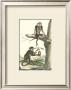 Macaque And Douc Monkeys by Daniel Diderot Limited Edition Pricing Art Print