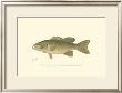 Small-Mouthed Black Bass by Denton Limited Edition Pricing Art Print
