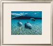 The Chase, Maui Dolphins by Mark Mackay Limited Edition Print