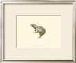 Sepia Frog Iii by J. H. Richard Limited Edition Pricing Art Print