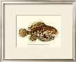 Nodder Antique Fish Iii by Frederick P. Nodder Limited Edition Pricing Art Print