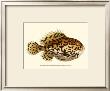 Nodder Antique Fish Iii by Frederick P. Nodder Limited Edition Print