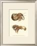 Hermit Crabs Ii by Frederick P. Nodder Limited Edition Print