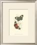 Butterflies I by Sir William Jardine Limited Edition Print