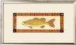 Large Mouth Bass by M. Stevenson Limited Edition Pricing Art Print