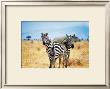 Le Zebre A Deux Tetes by Pierre Douay Limited Edition Print