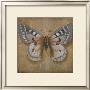 Butterfly Ii by Patricia Quintero-Pinto Limited Edition Pricing Art Print