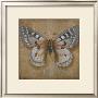 Butterfly Ii by Patricia Quintero-Pinto Limited Edition Print