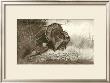 Wild Turkey by Archibald Thorburn Limited Edition Pricing Art Print