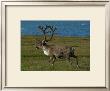 Alaskan Caribou by Charles Glover Limited Edition Print
